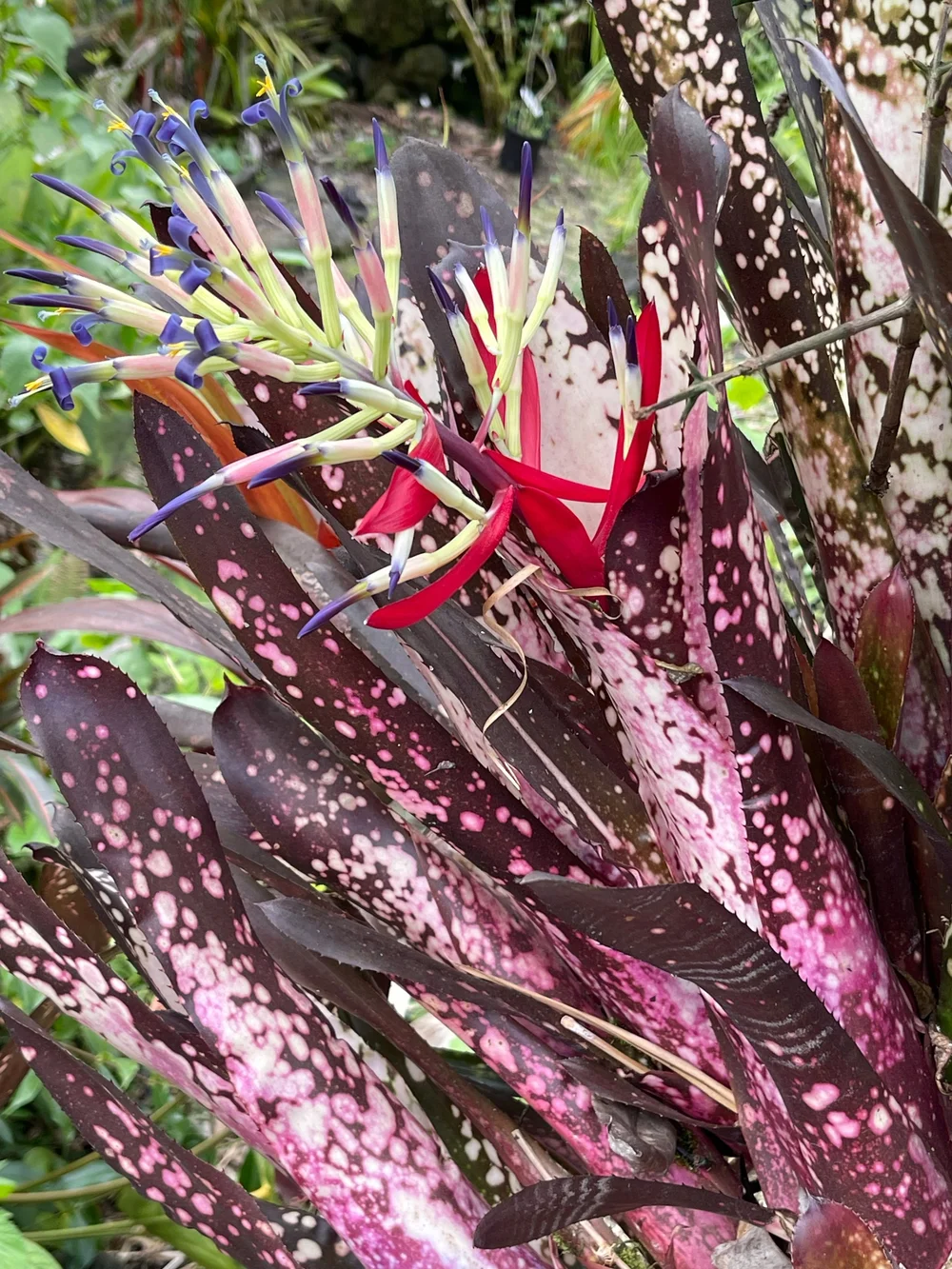 Billbergia 'Hallelujah' — Vintage Green Farms with Tom Piergrossi